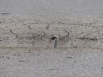 FZ029542 Swan swimming through mud flats.jpg